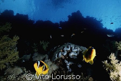 Fishs - Amphiprion bicinctus by Vito Lorusso 